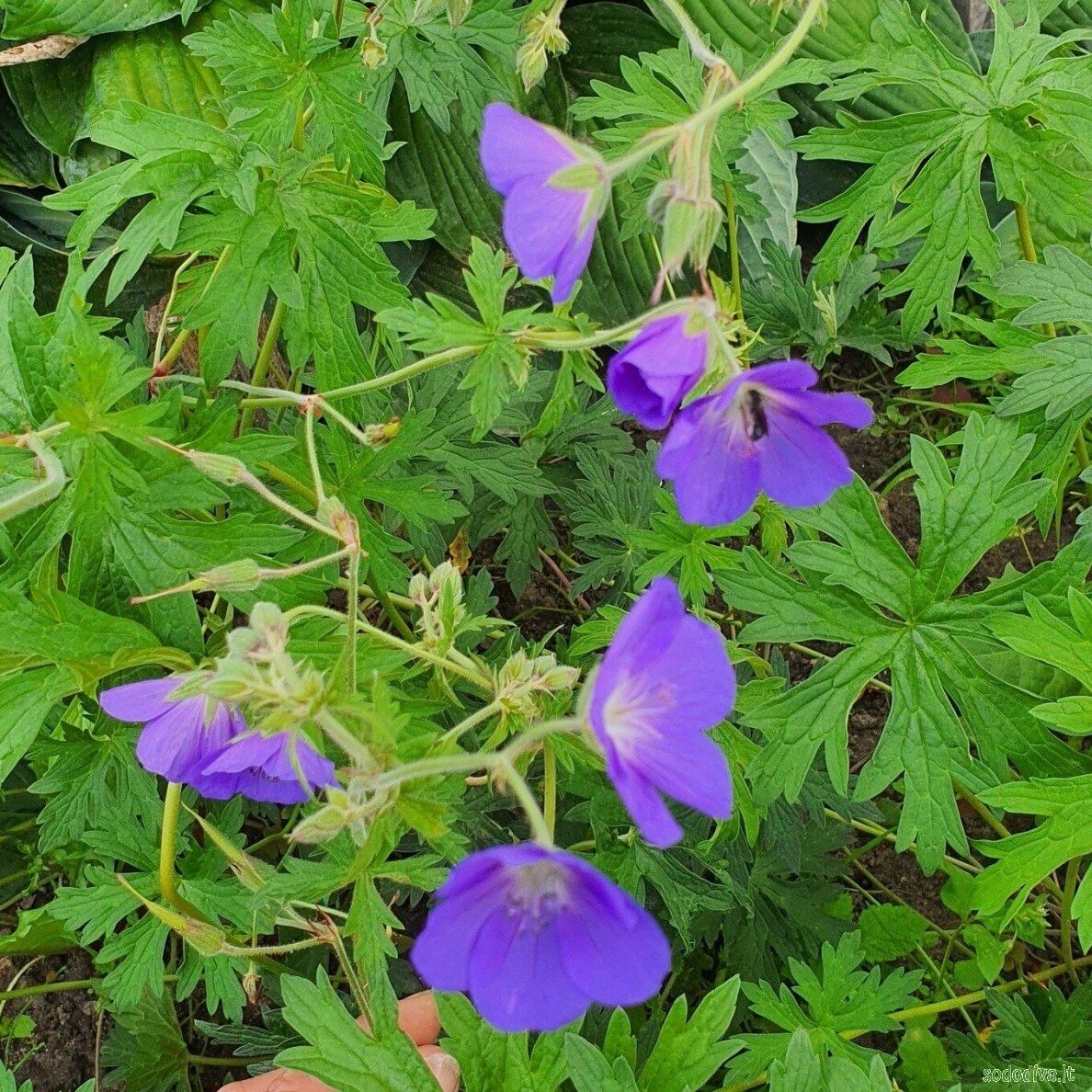 Snaputis 'BROOKSIDE' 3