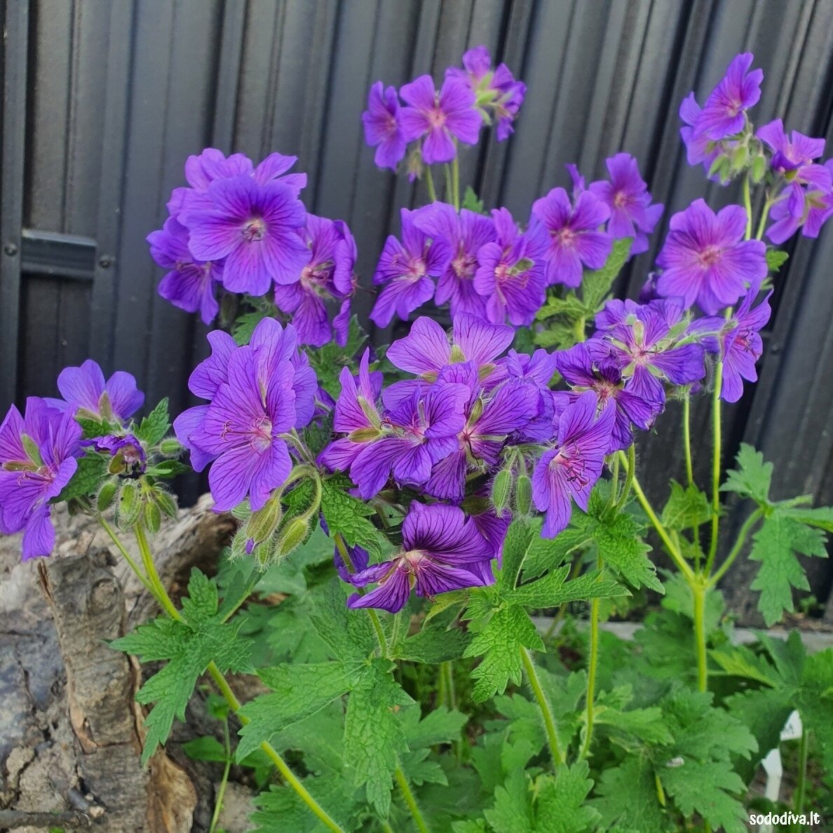 Snaputis ‘ROSEMOOR‘