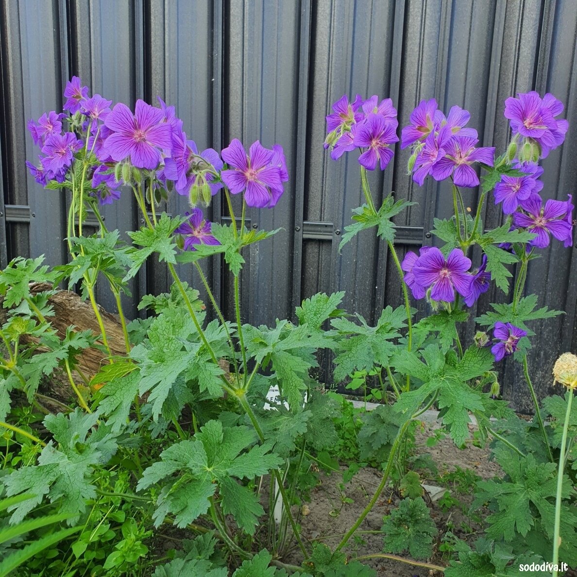 Snaputis ‘ROSEMOOR‘ 2