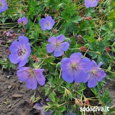 Snaputis ‘AZURE RUSH‘ Snaputis ‘AZURE RUSH‘