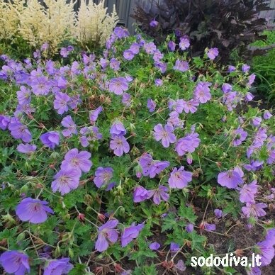 Snaputis ‘AZURE RUSH‘ 2 Snaputis ‘AZURE RUSH‘ 2