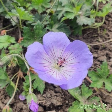 Snaputis ‘AZURE RUSH‘ 1 Snaputis ‘AZURE RUSH‘ 1