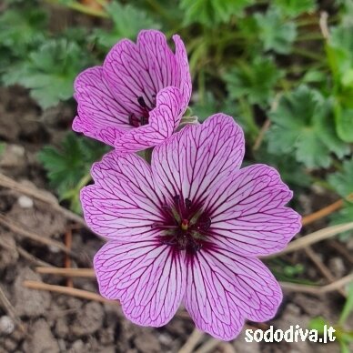 Snaputis ‘BALLERINA‘ Snaputis ‘BALLERINA‘