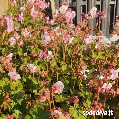 Snaputis 'BIOKOVO' Snaputis 'BIOKOVO'