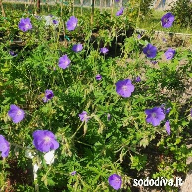Snaputis 'BROOKSIDE' 4