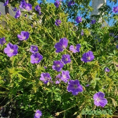 Snaputis 'BROOKSIDE' 2