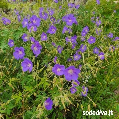 Snaputis 'BROOKSIDE'