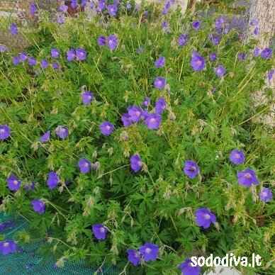 Snaputis 'BROOKSIDE' 1