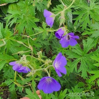 Snaputis 'BROOKSIDE' 3