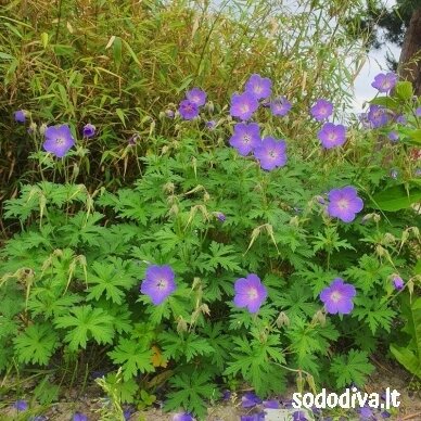 Snaputis himalajinis ‘BABY BLUE‘ 1 Snaputis himalajinis ‘BABY BLUE‘ 1