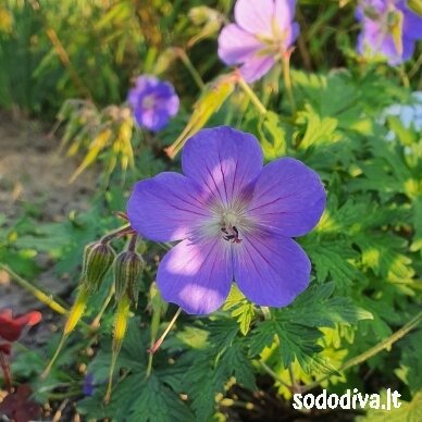 Snaputis himalajinis ‘BABY BLUE‘