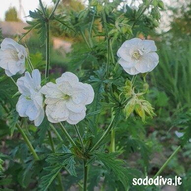 Snaputis pievinis 'LAURA‘ Snaputis pievinis 'LAURA‘