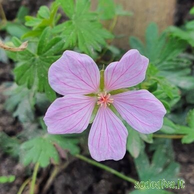Snaputis raudonžiedis 'PINK POUFFE' 1 Snaputis raudonžiedis 'PINK POUFFE' 1