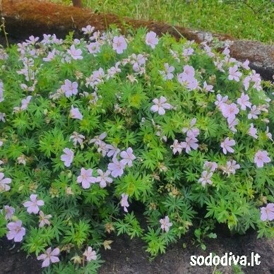 Snaputis raudonžiedis 'PINK POUFFE' Snaputis raudonžiedis 'PINK POUFFE'