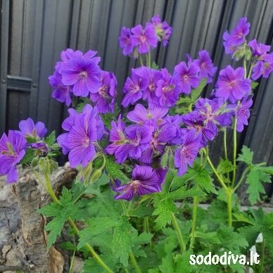Snaputis ‘ROSEMOOR‘
