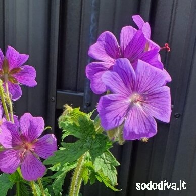 Snaputis ‘ROSEMOOR‘ 1