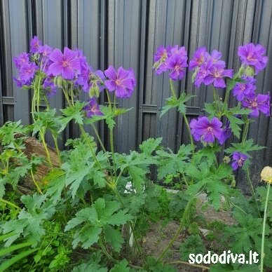 Snaputis ‘ROSEMOOR‘ 2