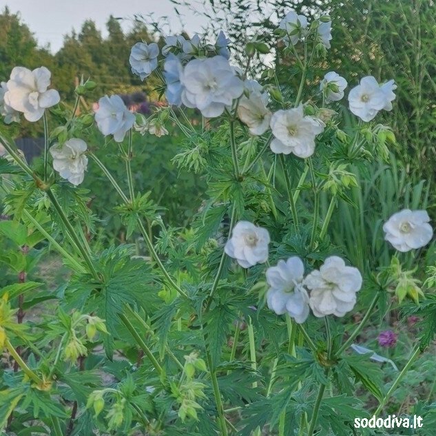 Snaputis pievinis 'LAURA‘ 1 Snaputis pievinis 'LAURA‘ 1