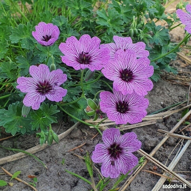 Snaputis ‘BALLERINA‘ 1 Snaputis ‘BALLERINA‘ 1