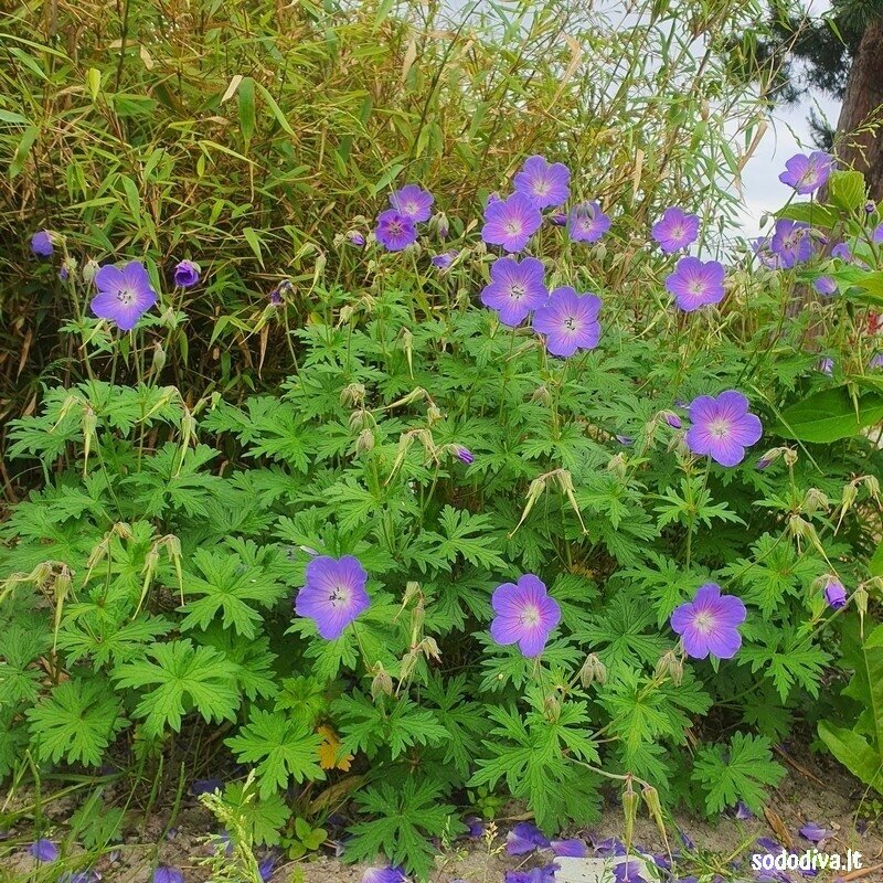 Snaputis himalajinis ‘BABY BLUE‘ 1 Snaputis himalajinis ‘BABY BLUE‘ 1