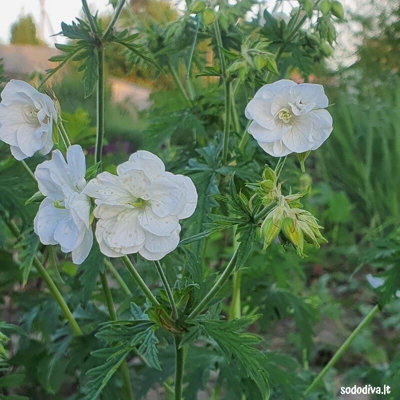 Snaputis pievinis 'LAURA‘ Snaputis pievinis 'LAURA‘