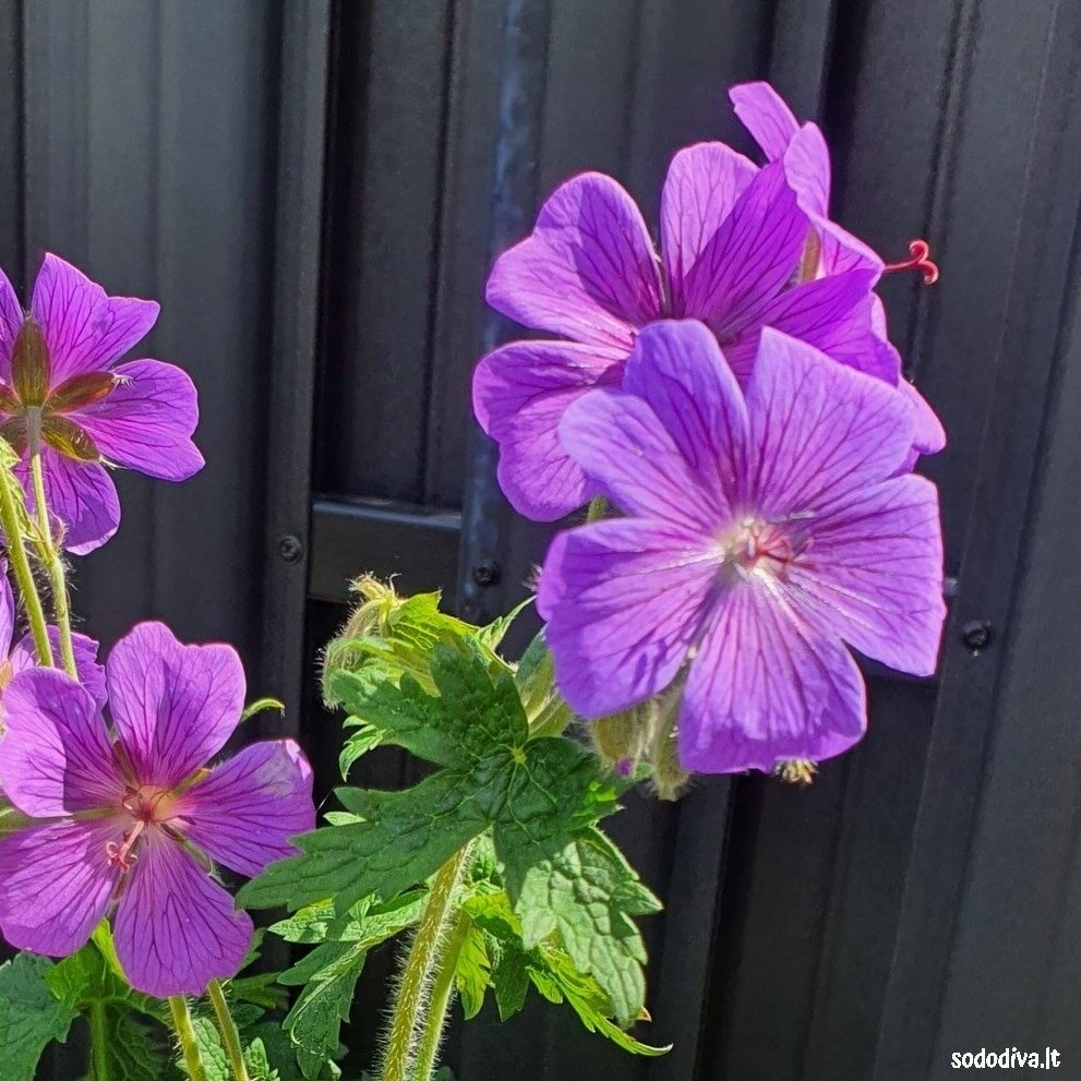 Snaputis ‘ROSEMOOR‘ 1