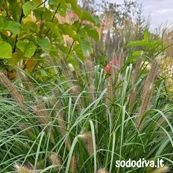 Soruolė pašiaušėlinė ‘LADY U‘ 6 Soruolė pašiaušėlinė ‘LADY U‘ 6