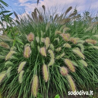 Soruolė pašiaušėlinė 'HAMELN'