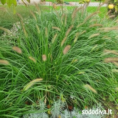 Soruolė pašiaušėlinė 'MOUDRY' 2