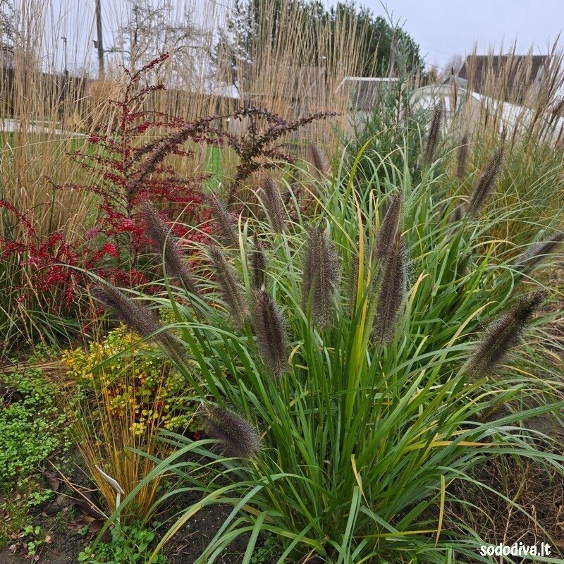 Soruolė pašiaušėlinė ‘BLACK BEAUTY‘ 2 Soruolė pašiaušėlinė ‘BLACK BEAUTY‘ 2