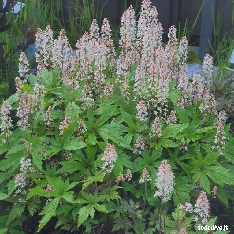 Tiarelė 'PINK SKYROCKET' 4 Tiarelė 'PINK SKYROCKET' 4