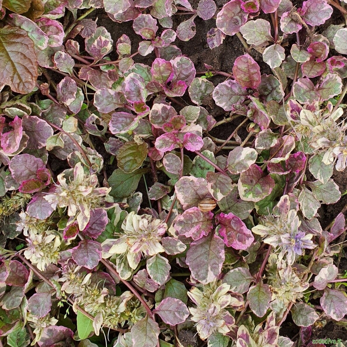 Vaisgina šliaužiančioji 'BURGUNDY GLOW' 3 Vaisgina šliaužiančioji 'BURGUNDY GLOW' 3