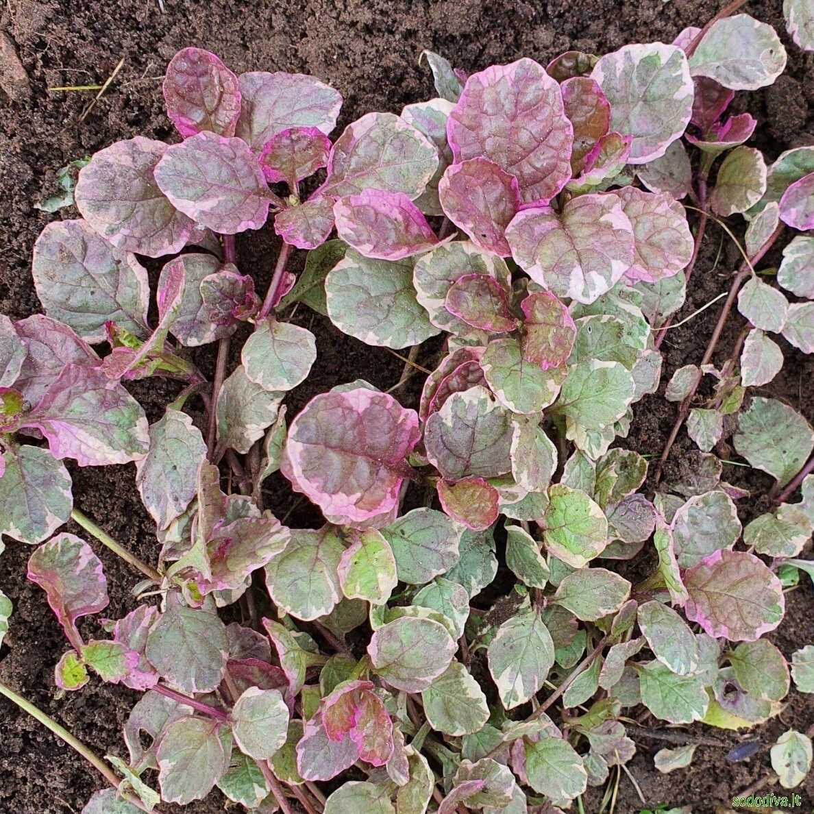 Vaisgina šliaužiančioji 'BURGUNDY GLOW' 2 Vaisgina šliaužiančioji 'BURGUNDY GLOW' 2