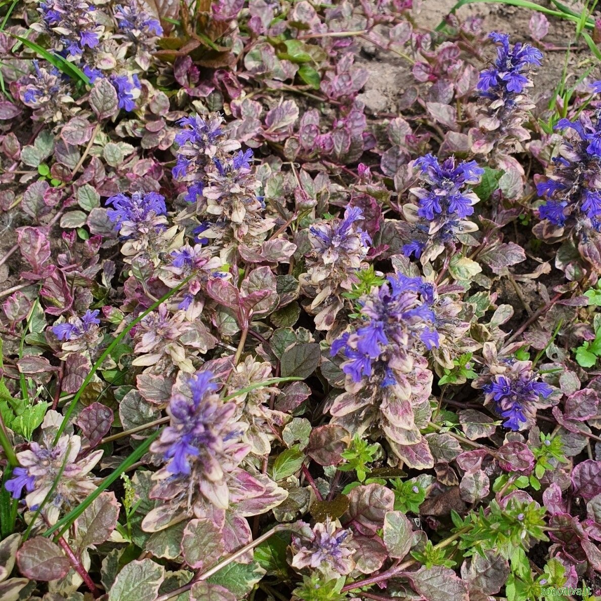 Vaisgina šliaužiančioji 'BURGUNDY GLOW' 4 Vaisgina šliaužiančioji 'BURGUNDY GLOW' 4
