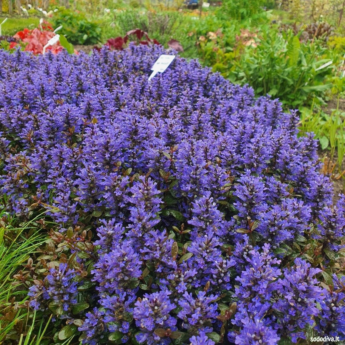 Vaisgina šliaužiančioji 'MINI MAHOGANY' Vaisgina šliaužiančioji 'MINI MAHOGANY'