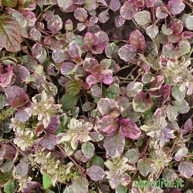 Vaisgina šliaužiančioji 'BURGUNDY GLOW' 3 Vaisgina šliaužiančioji 'BURGUNDY GLOW' 3