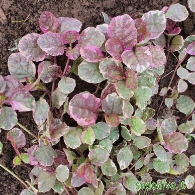 Vaisgina šliaužiančioji 'BURGUNDY GLOW' 2 Vaisgina šliaužiančioji 'BURGUNDY GLOW' 2