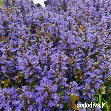 Vaisgina šliaužiančioji 'MINI MAHOGANY' 3 Vaisgina šliaužiančioji 'MINI MAHOGANY' 3