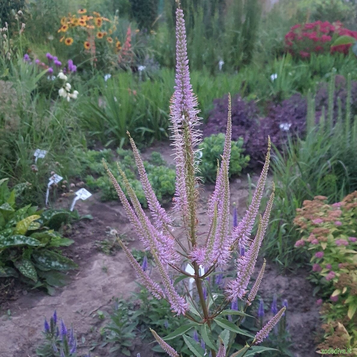 Veronikūnas virgininis 'ADORATION' 1