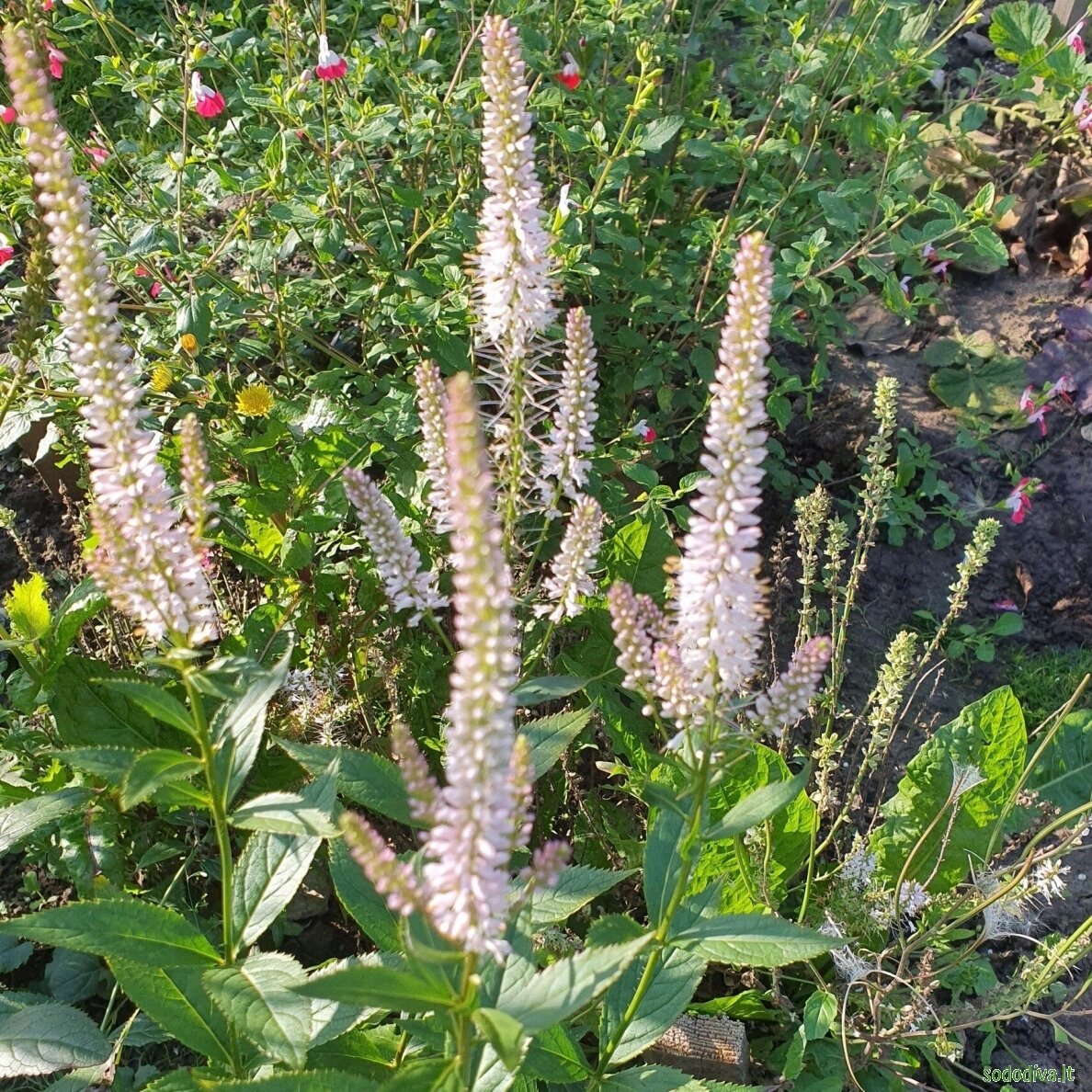 Veronikūnas virgininis 'ROSEUM'