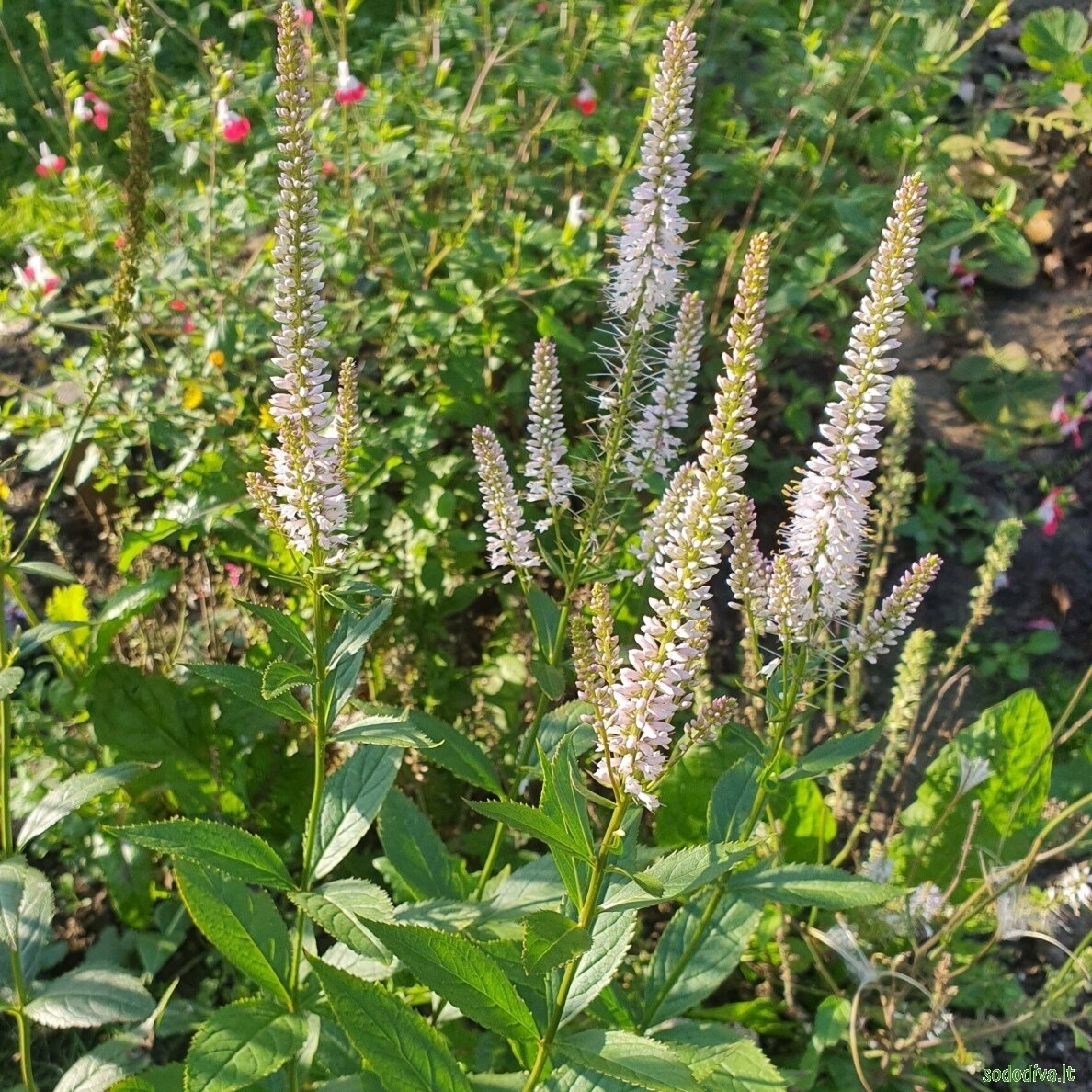 Veronikūnas virgininis 'ROSEUM' 1