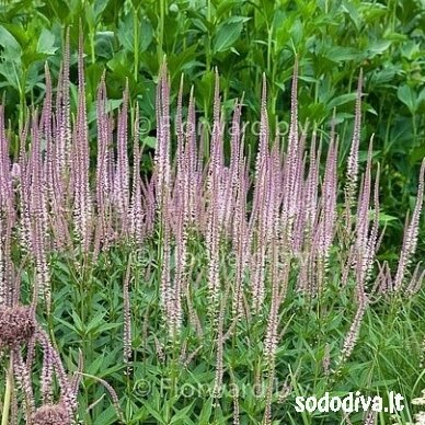Veronikūnas virgininis 'ROSEUM' 2