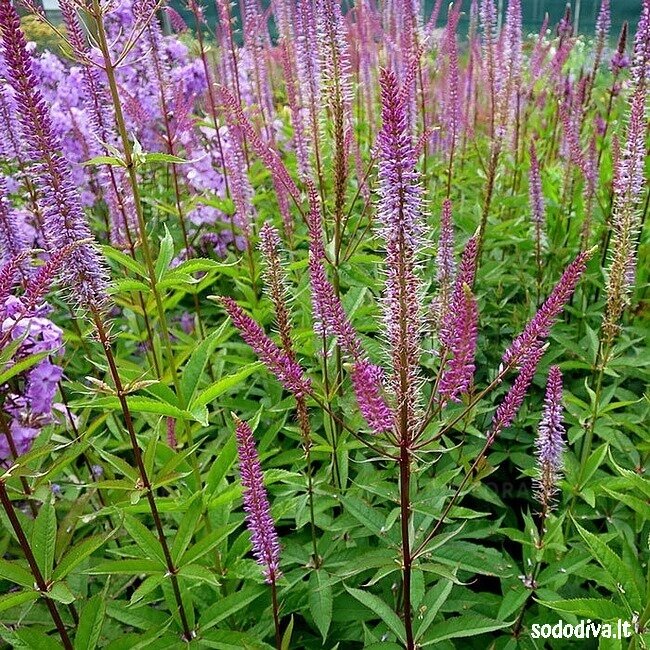 Veronikūnas virgininis 'ADORATION'
