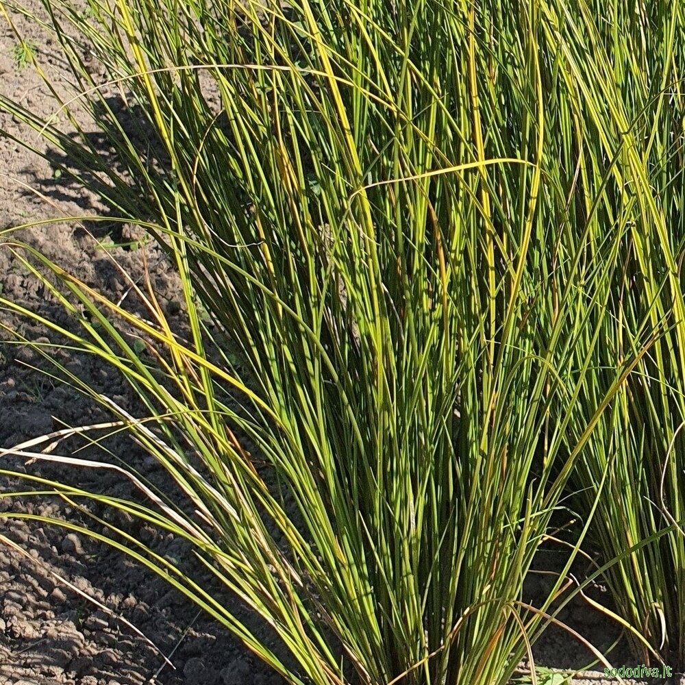 Viksva 'PHOENIX GREEN' 3