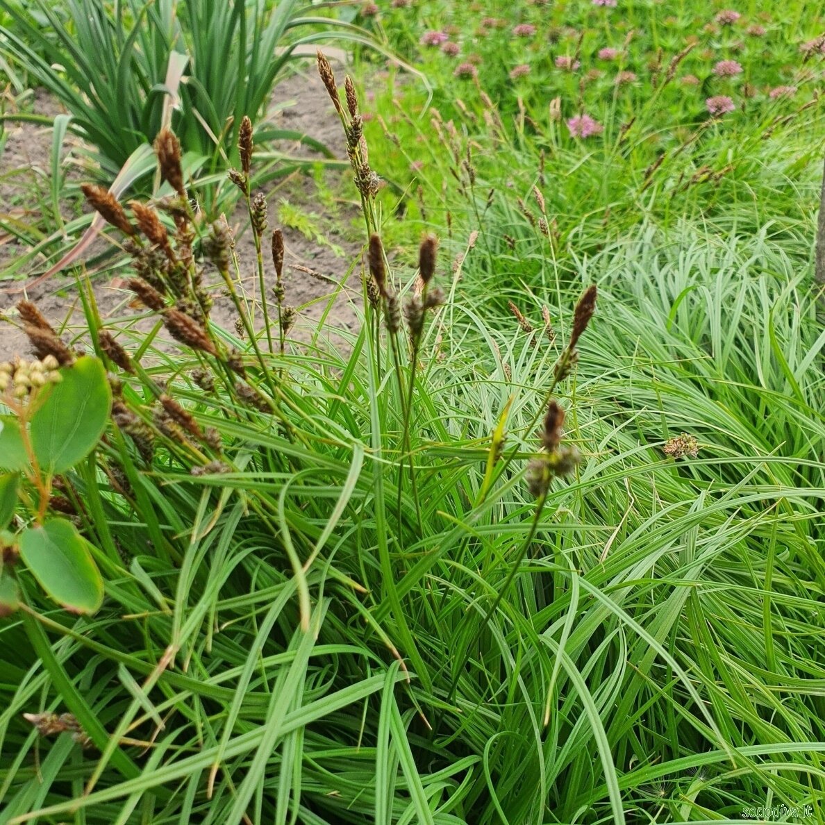 Viksva ankstyvoji 'THE BEATLES' 3 Viksva ankstyvoji 'THE BEATLES' 3