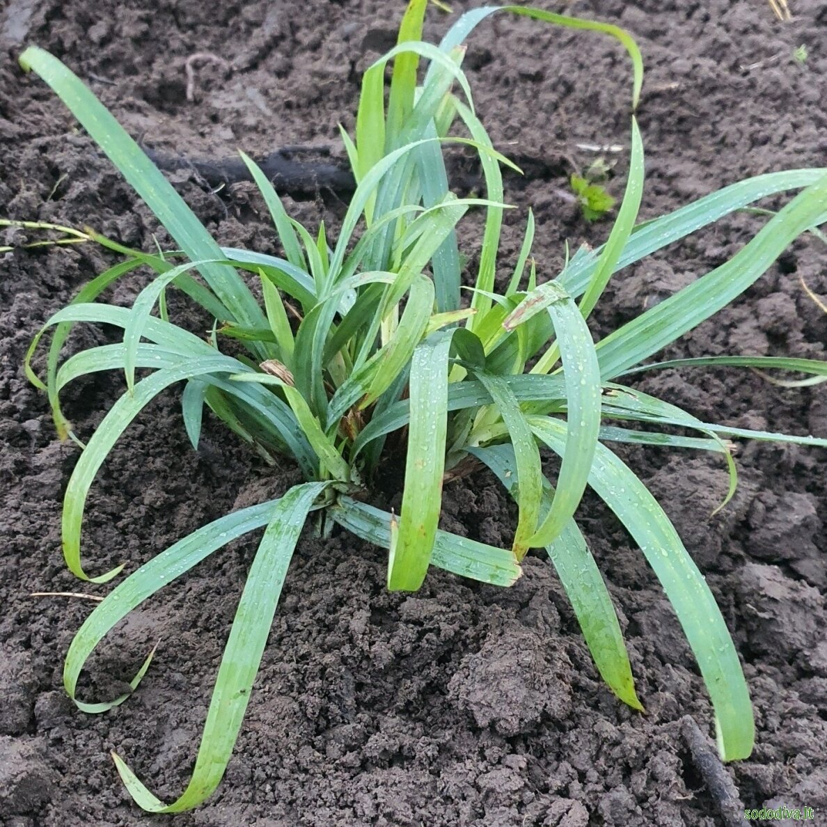Viksva 'BUNNY BLUE' 1