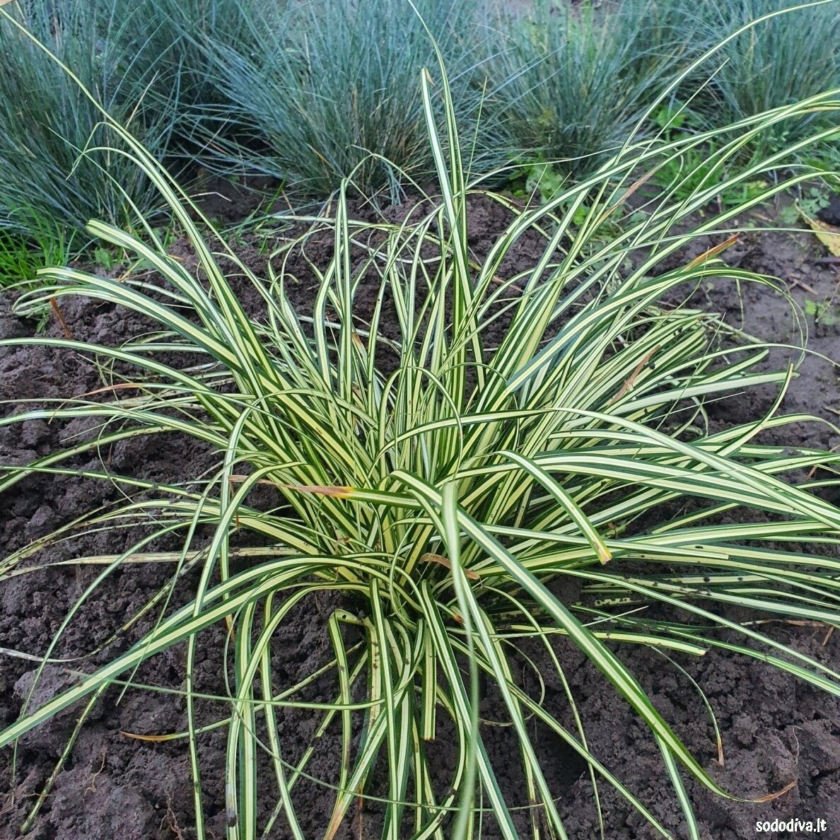 Viksva 'EVERGOLD'