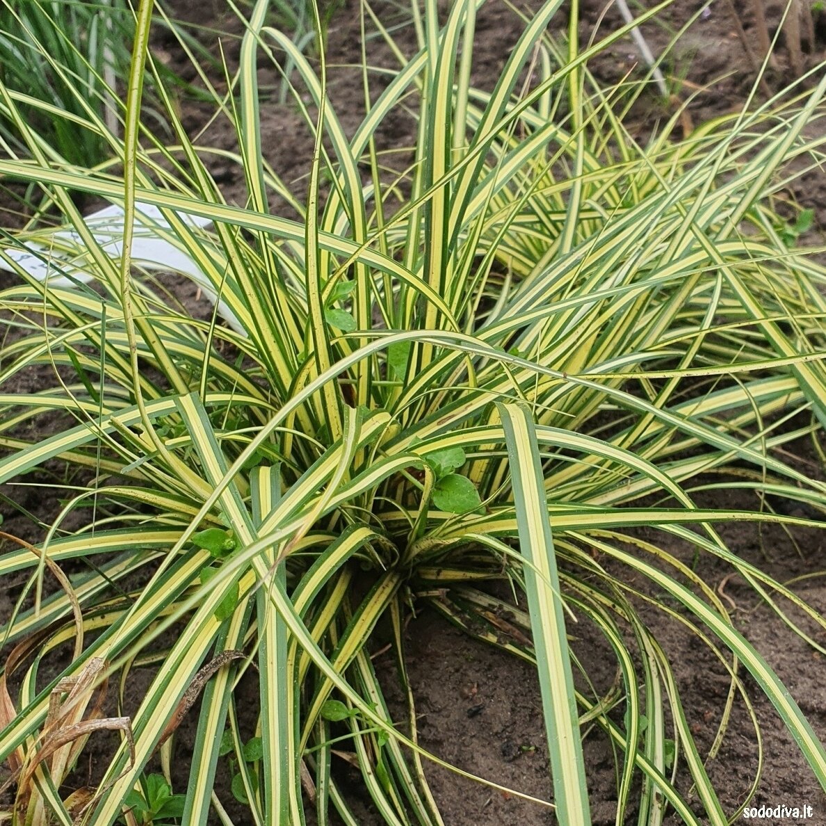 Viksva 'EVERGOLD' 1 Viksva 'EVERGOLD' 1