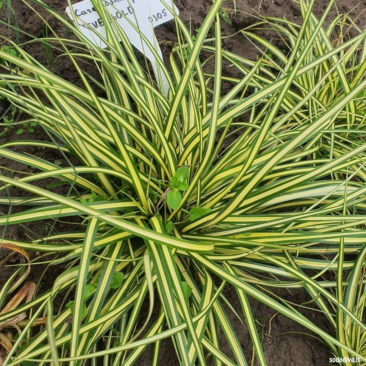 Viksva 'EVERGOLD' 2 Viksva 'EVERGOLD' 2