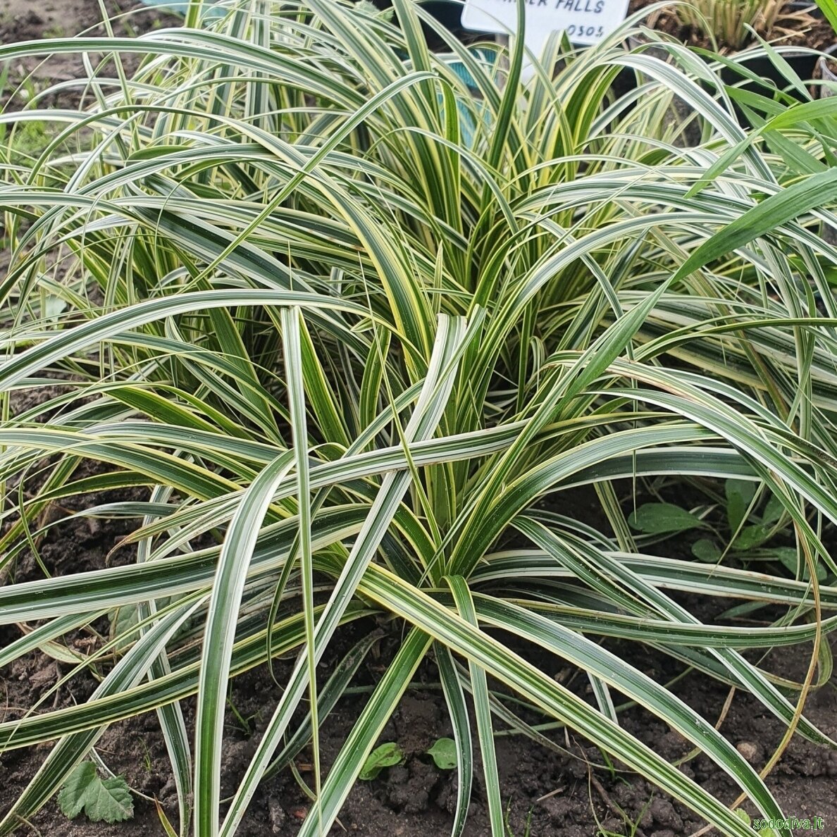 Viksva 'FEATHER FALLS'